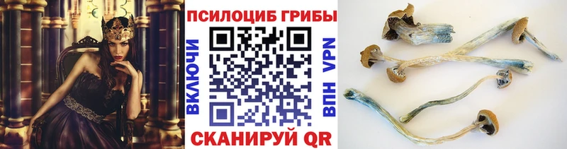 Купить где  Спас-Деменск  Псилоцибиновые грибы GOLDEN TEACHER 